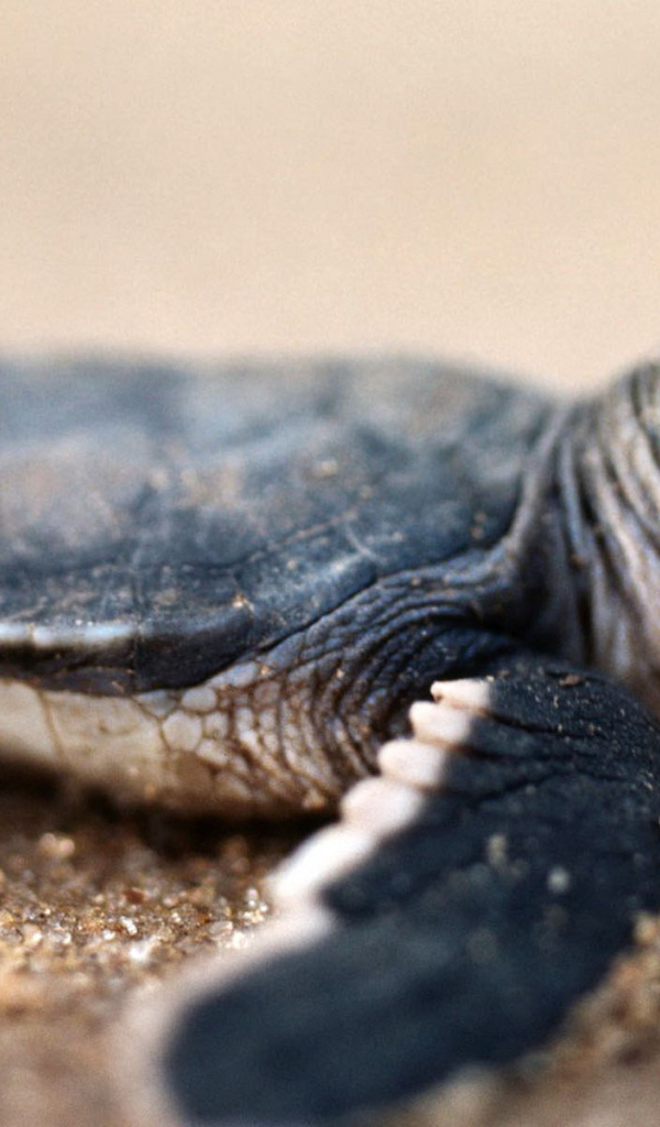 Черепашонок