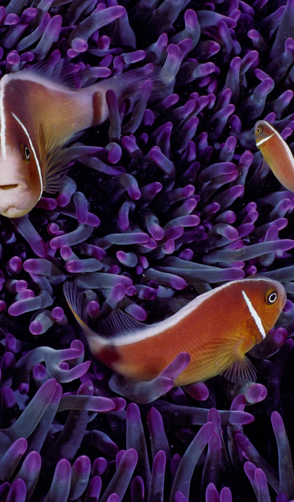 Морские рыбки