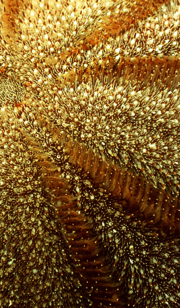 Морская живность