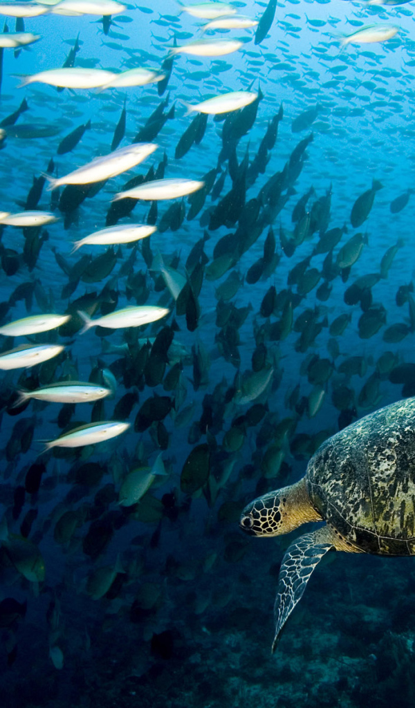 Морская черепаха