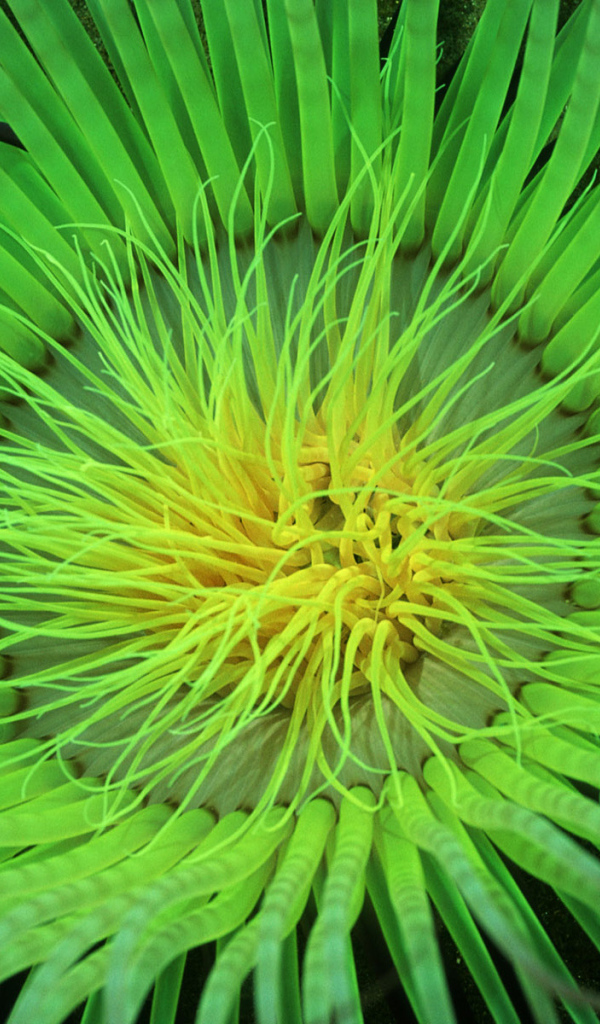 Морское растение