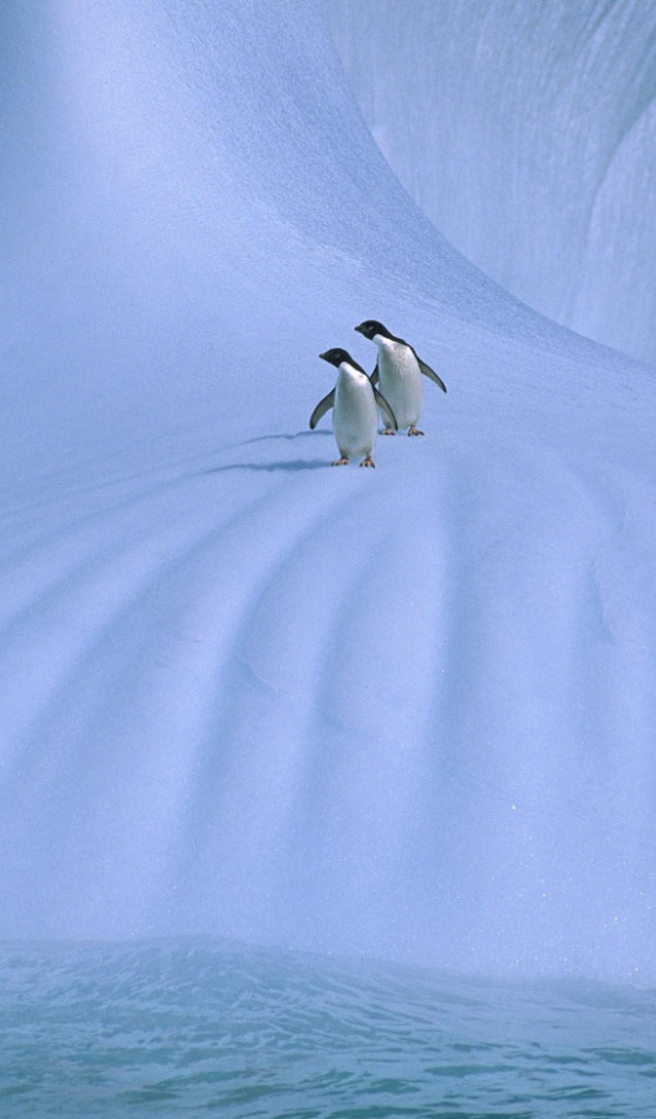 Пингвины на льдине