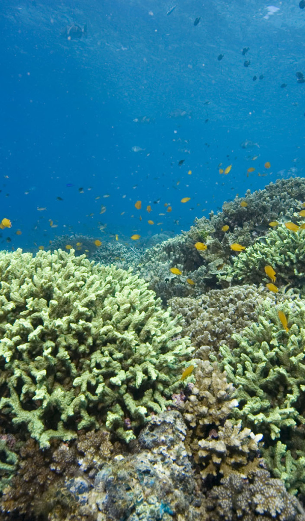 Кораллы Красное море