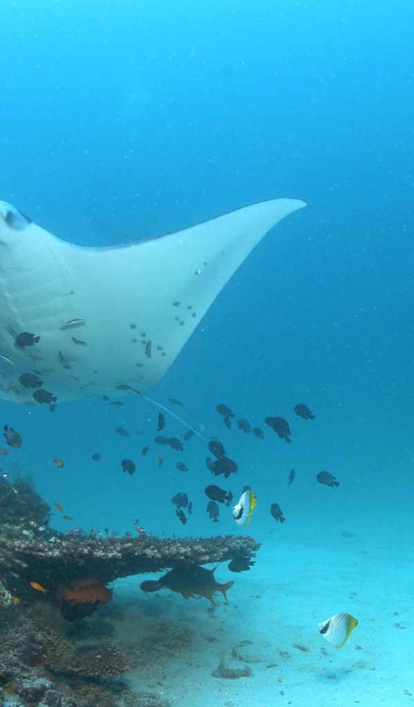 Красное море Скат