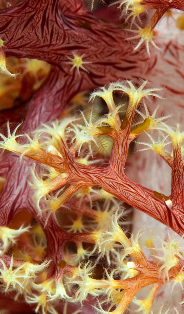 Красные кораллы