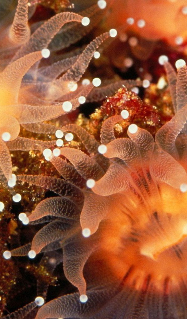 Морские анемоны