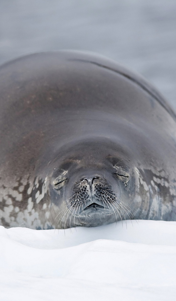 Морской лев