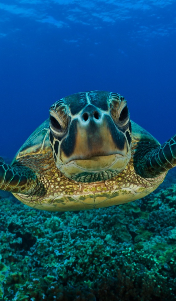 Морская черепаха