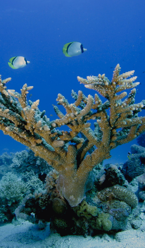 Морское дно Кораллы