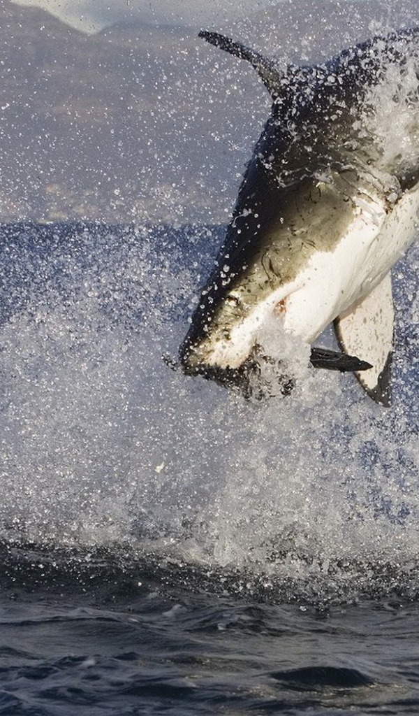 Акула в нападении