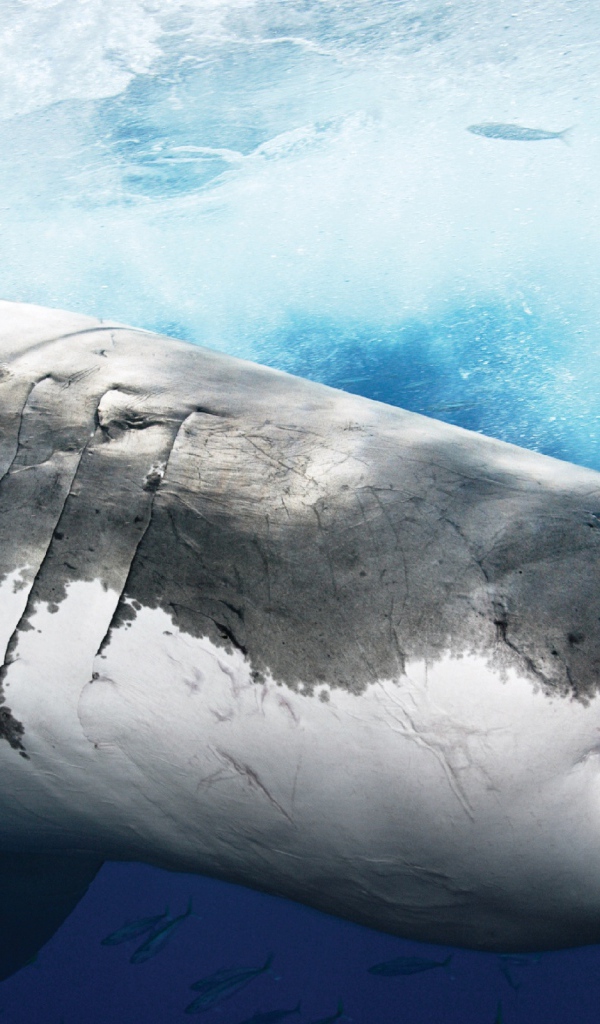 Акула людоед Шарм Эль Шейх