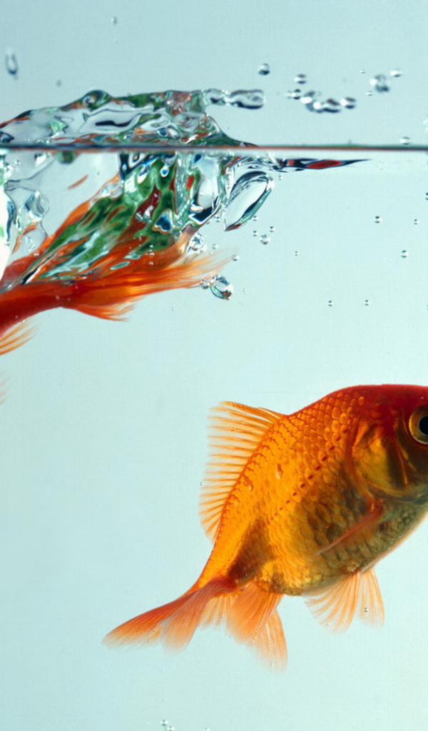 Рыбки золотые