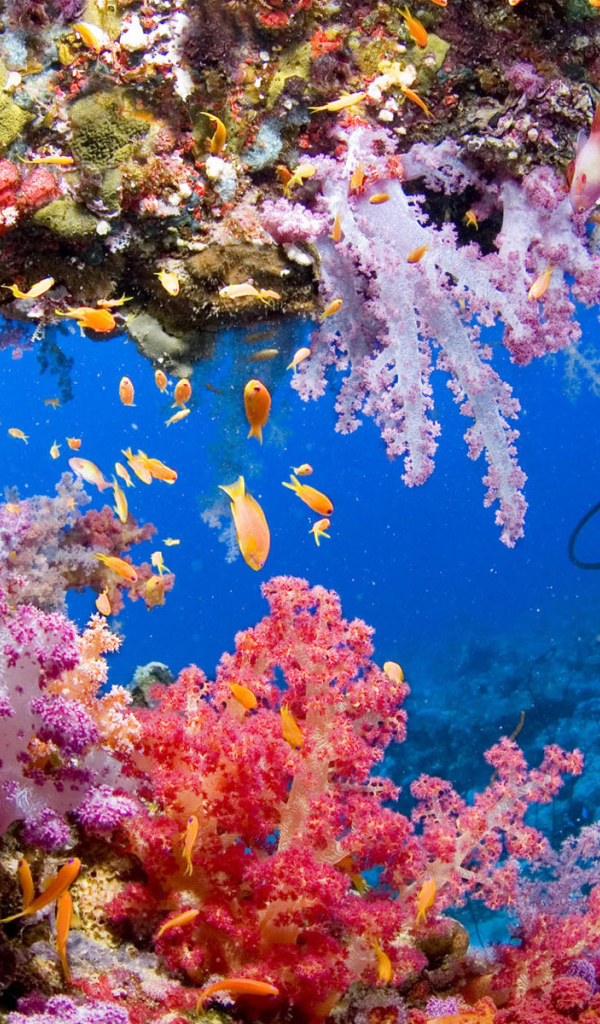 Красота подводного мира