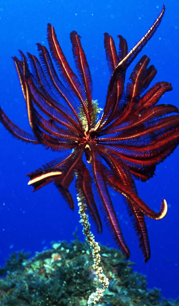 Подводный мир Красного моря