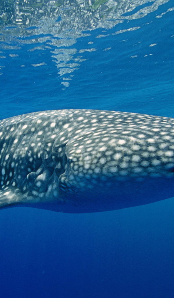 Тигровая акула