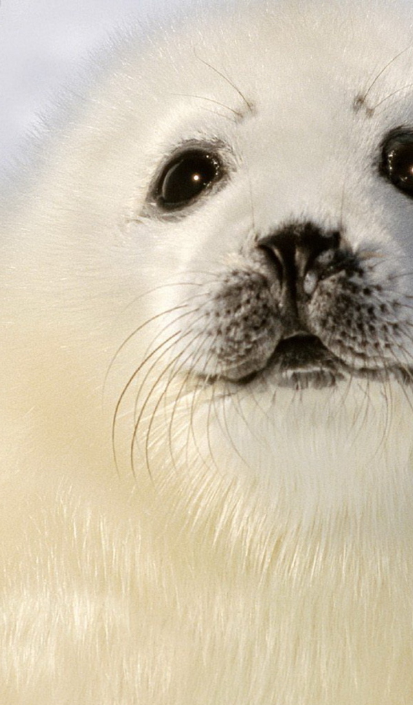 Малыш тюлень
