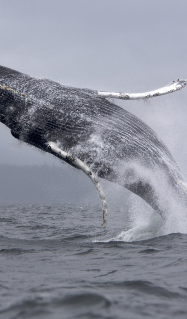Кит в прыжке