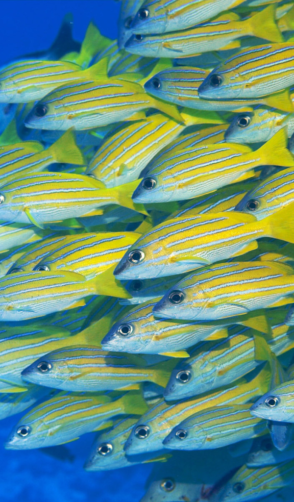 Желтые рыбки