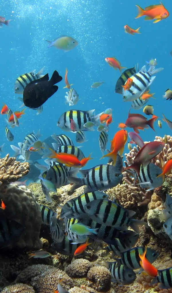 Аквариум рыбки на рабочем столе