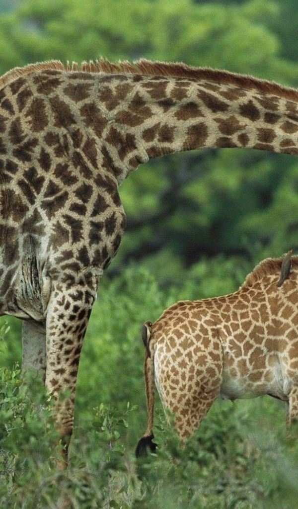 Семья жирафов