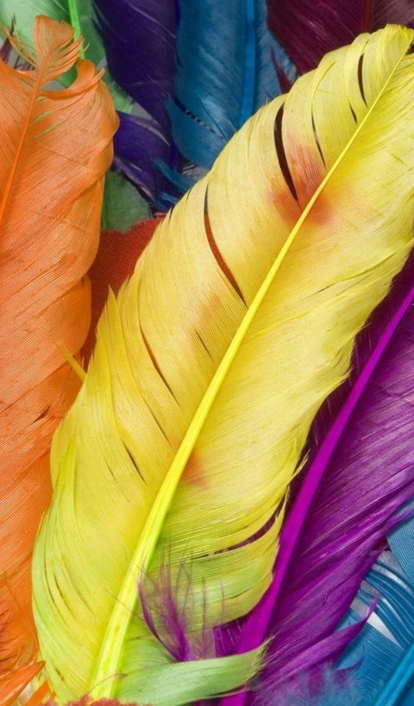Разноцветные перья