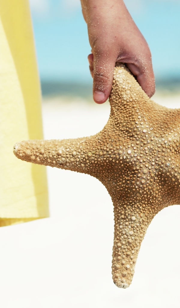 Морская звезда в руке