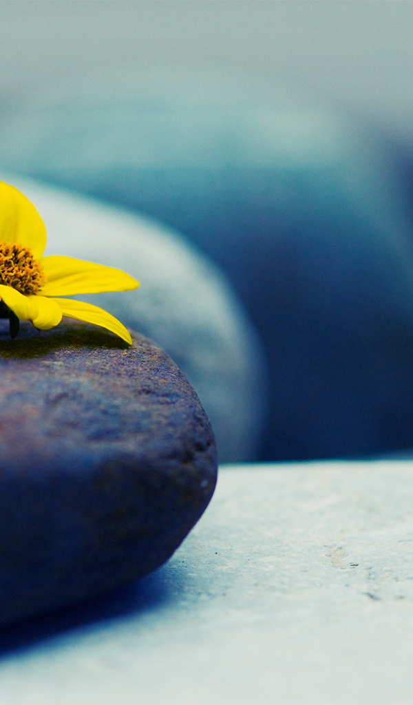 Камни и цветок