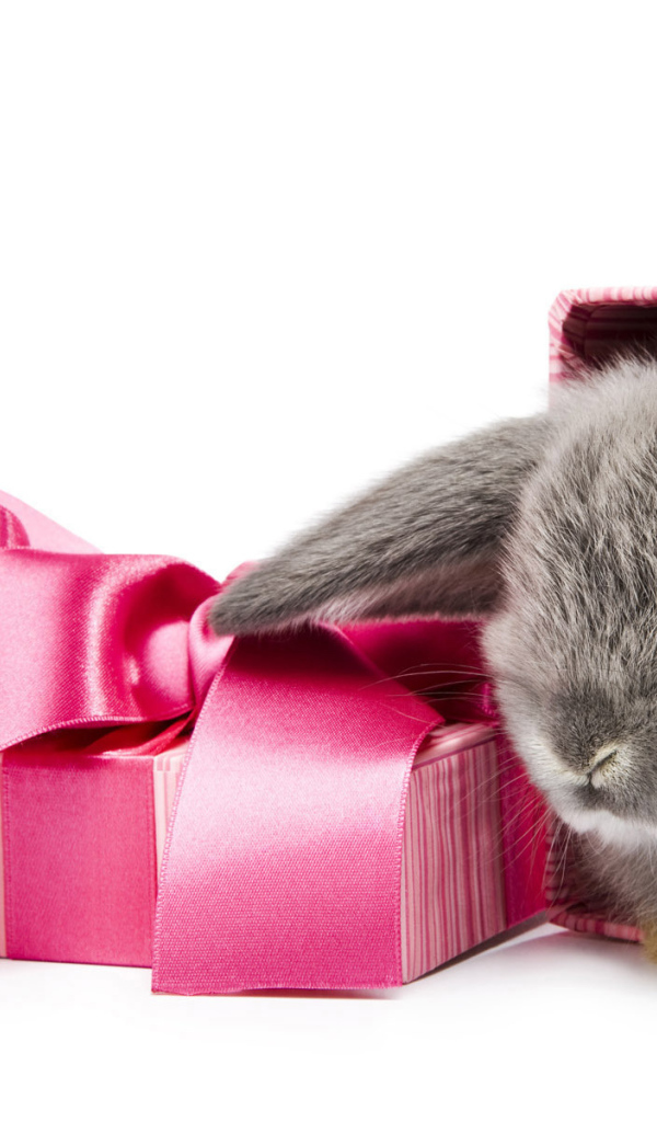 Ушастый подарок