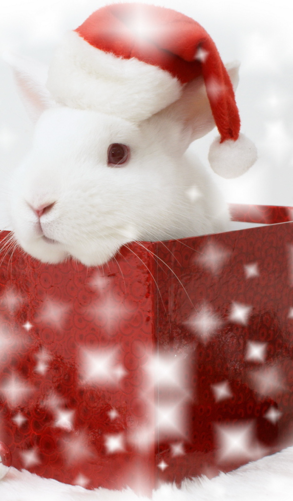 Ушастый сюрприз