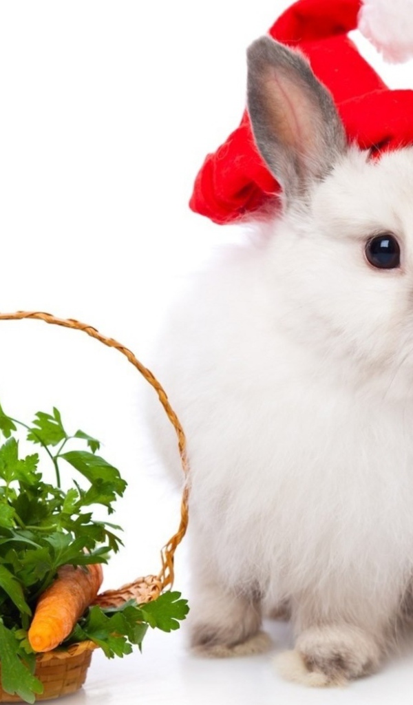 Кролик в колпаке