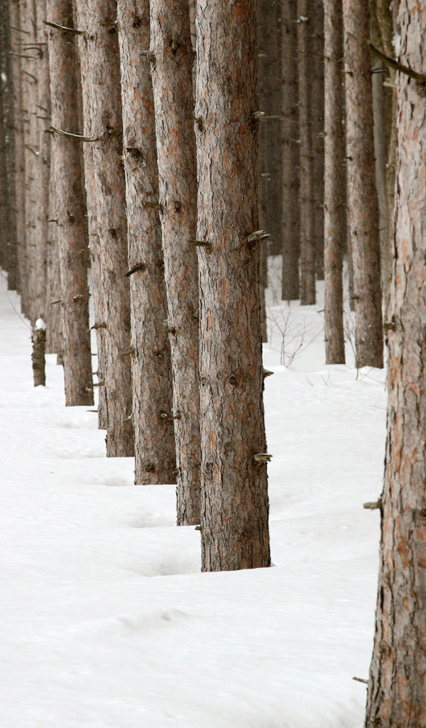 Снежок в лесу