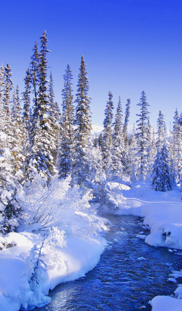Winter Forest River