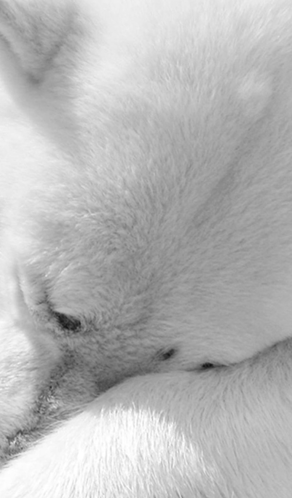 Белый медведь с подарком