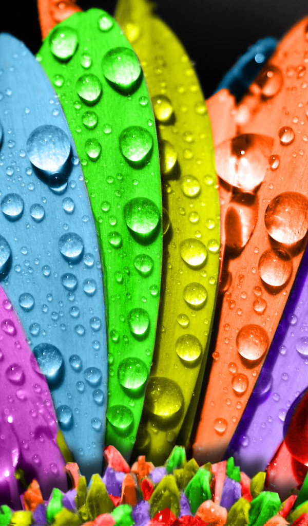 Цветные лепестки