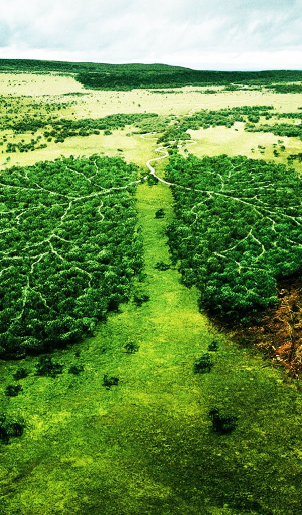 Вырубка леса Больные легкие