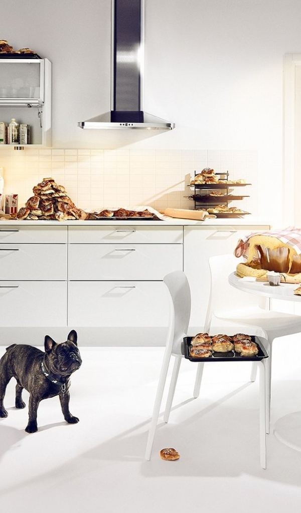 Собачье счастье