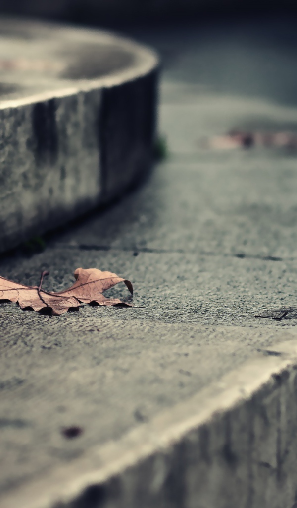 Листья на ступеньках