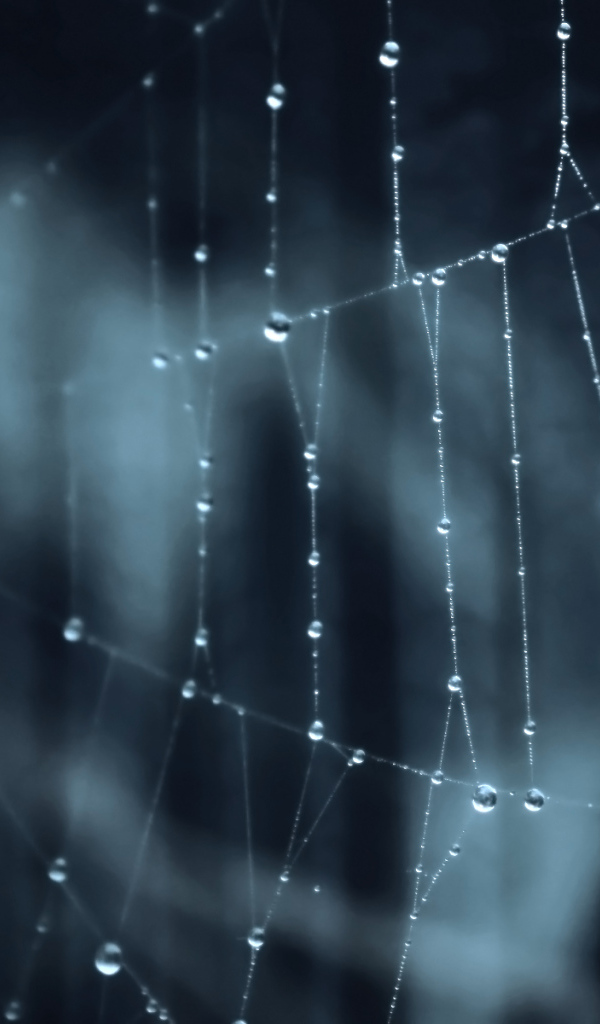 Паутина паук лес