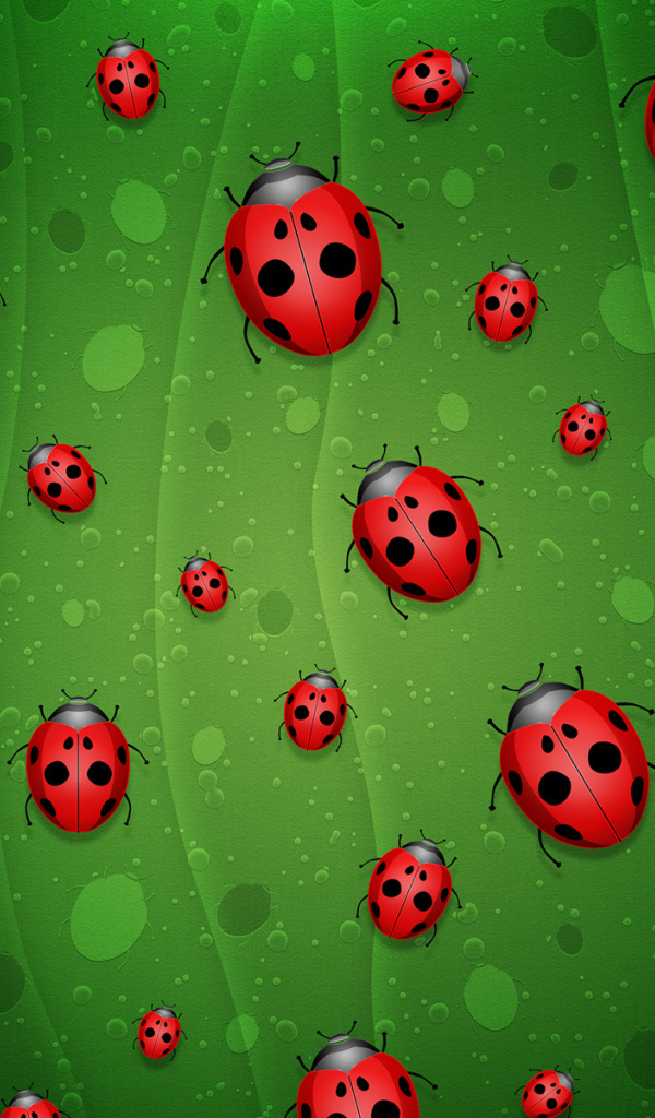 Жуки Божьи Коровки