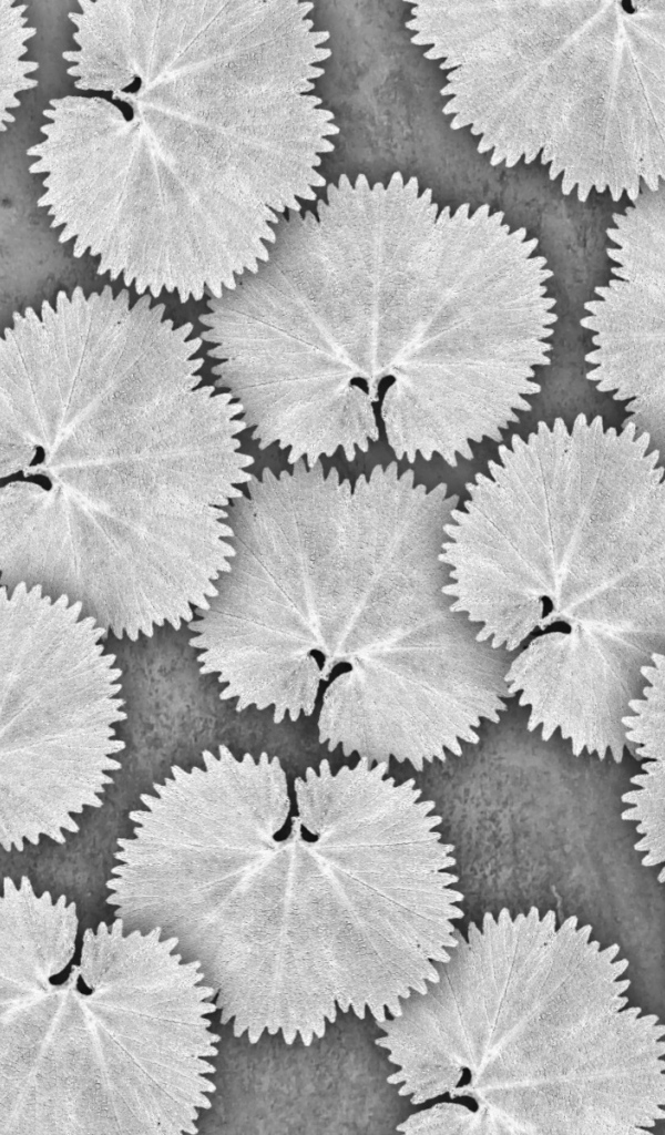 Белые листья