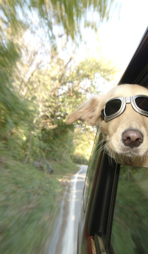 Любитель скорости