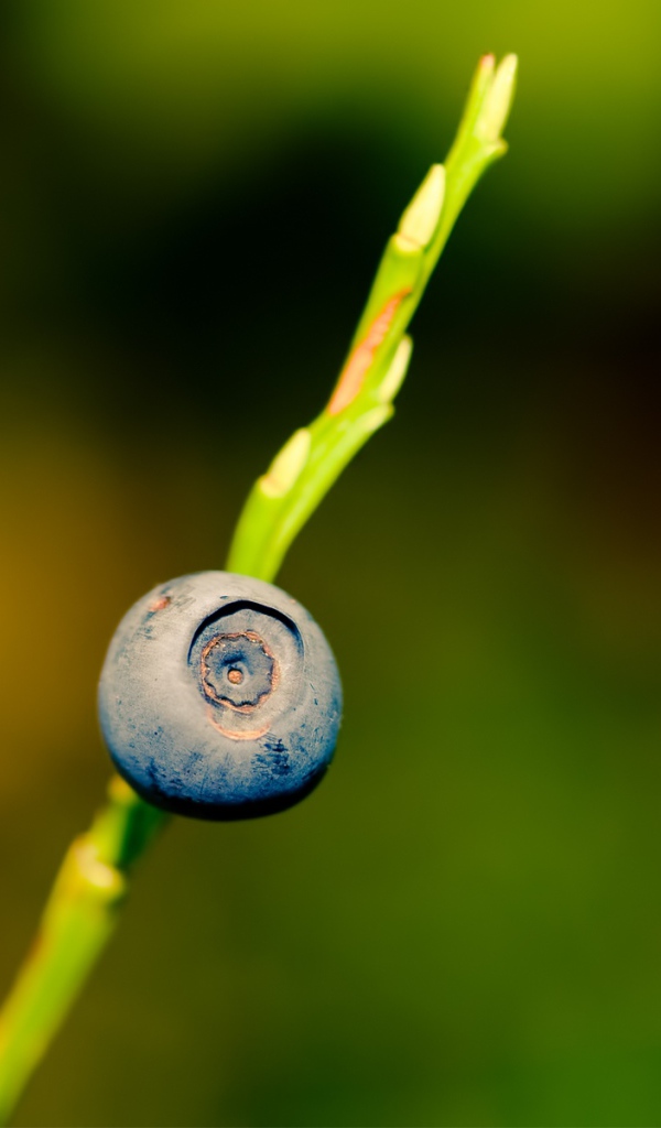 Ягода черника