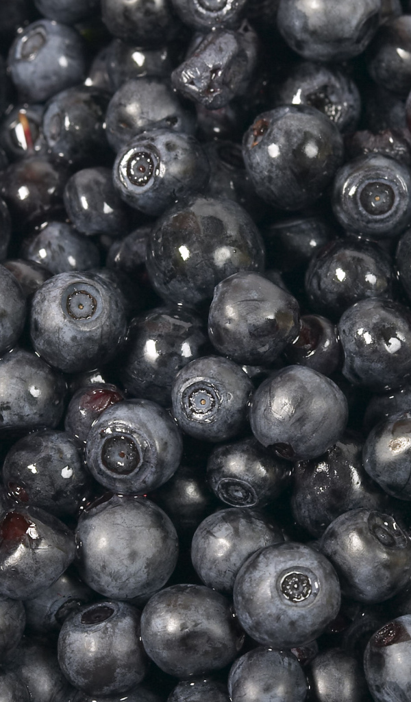 Черника, Лесные ягоды