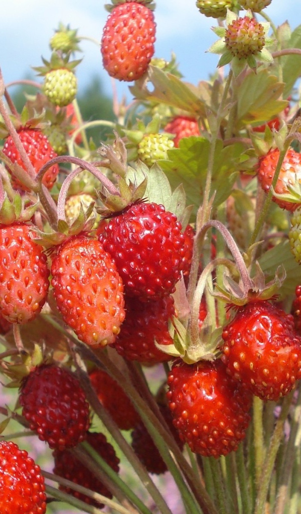 Пучок земляники