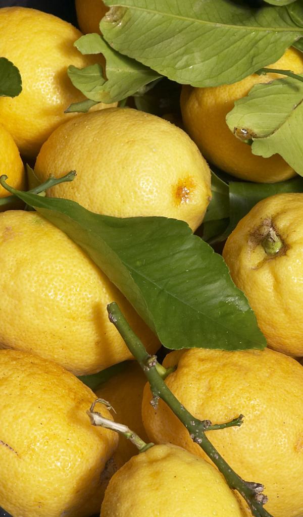 Свежие лимоны