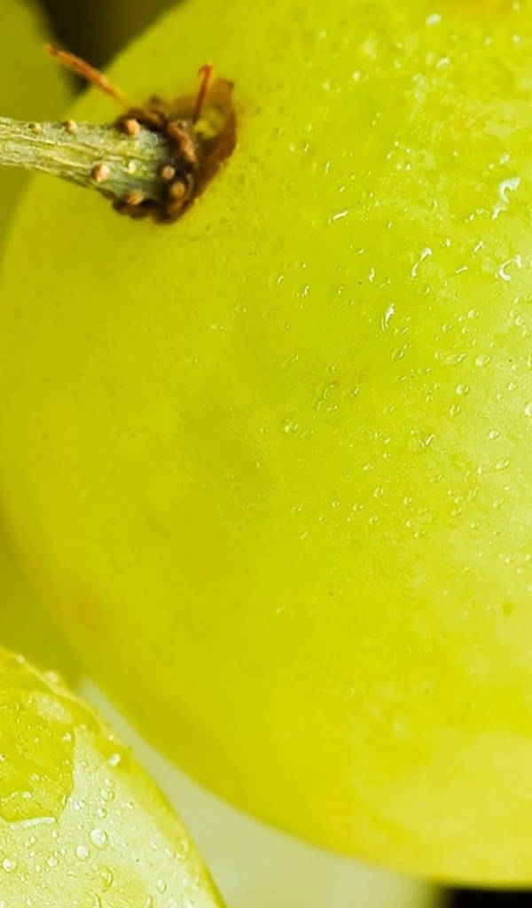 Виноград на веточке