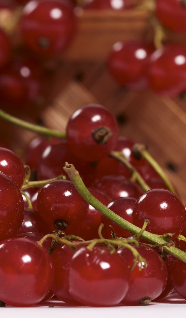 Красная смородина