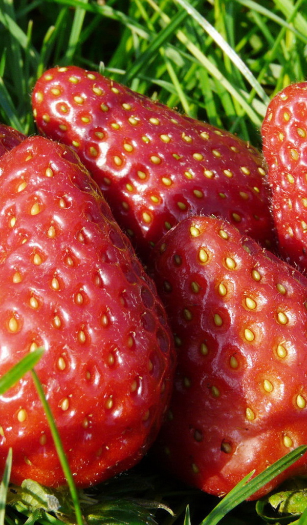 Спелая клубника