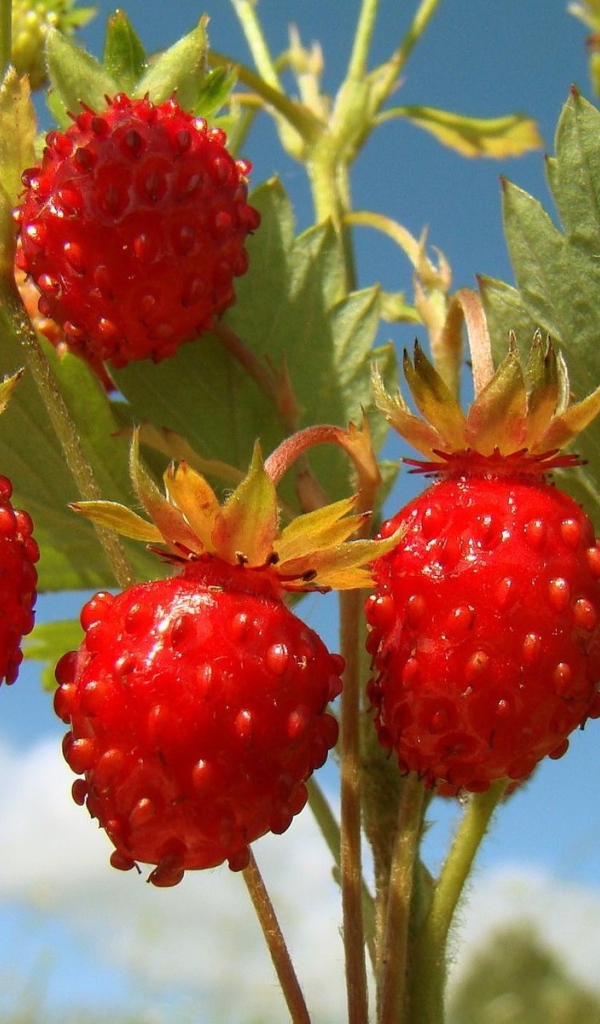 Земляничка