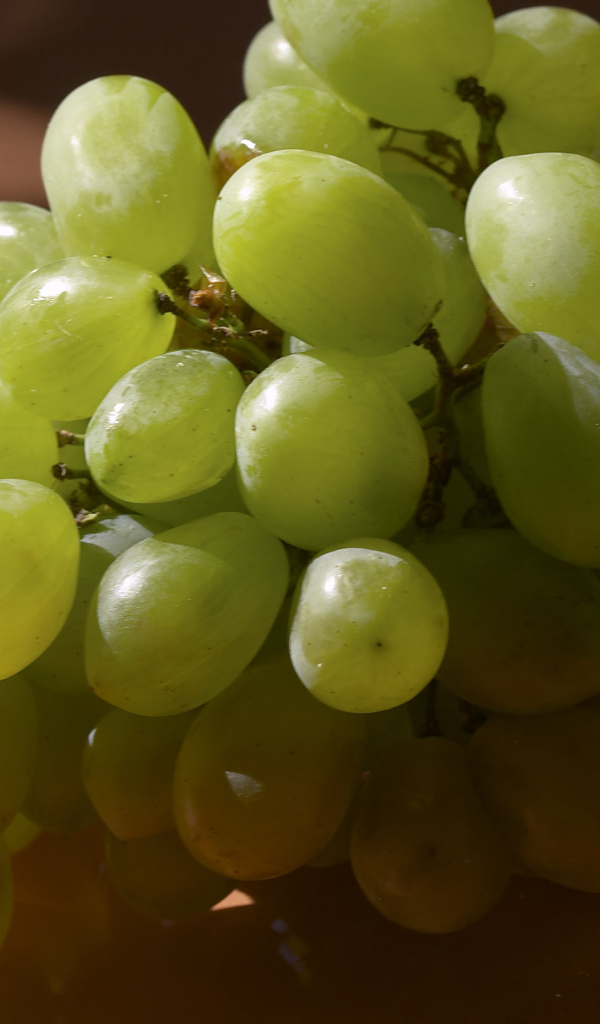 Виноградная лоза